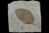 Detailed Fossil Leaf (Unidentified) - Montana #92592-1